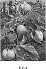 Pyrus%20communis%20%27PremP52%27