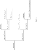 Pyrus%20communis%20%27HW624%27