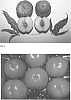 Prunus%20persica%20%28L.%29%20Batsch%20%27NECTANA%27