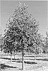 Quercus%20bicolor%20%27Green%20Nova%27