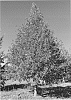 Quercus%20lyrata%20%27Dahlonega%27