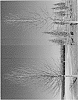 Quercus%20nuttallii%20%27Ochlocknee%27