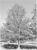 Quercus%20lyrata%20%27Howler%27