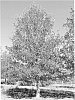 Quercus%20lyrata%20%27Howler%27
