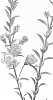 Chamelaucium%20uncinatum%20x%20Verticordia%20grandis%20%27REY%27