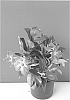Mandevilla%20sanderi%20%27INMANSTAPI%27
