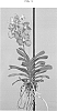 Vanda%20spp.%20%27SPCDW1405%27