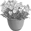 Viola%20x%20hybrida%20%27Sweetheart%27