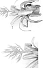 Aechmea%20eurycorymbus%20x%20%28Aechmea%20chantinii%20x%20Aechmea%20tessmannii%29%20%27Patricia%27s%20Secret%27