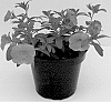 Calibrachoa%20plant%20named%20%27Balcaborg%27