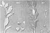 Vaccinium%20hybrid%20%27EB%208-50%27