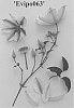 Clematis%20viticella%20%27Evipo063%27