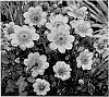 Dahlia%20hybrida%20%27Dahlgr85%27