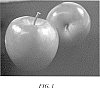Malus%20domestica%20Mill%20%27PremA34%27