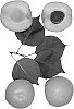 Interspecific%20Prunus%20species%20%27Carlsbad%27