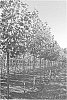 Platanus%20x%20hispanica%20%27Woodside%20Column%27