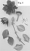 Clematis%20viticella%20%27Evipo047%27