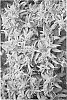 Buddleia%20davidii%20%27UCONNBD604%27