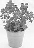 Caleceolaria%20hybrid%20%27KLECH15023%27
