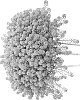 Lobularia%20maritime%20%27DLOBRASTRM%27