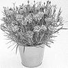 Dianthus%20sp.%20%27KLEDG15176%27