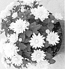 Chrysanthemum%20x%20morifolium%20%27Fidcsunwhi%27