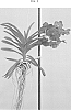 Vanda%20spp.%20Jones%20ex%20R.%20Br.%20%27SPCDW1502%27