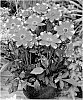 Dahlia%20hybrida%20%27Dahlgr128%27