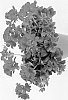 Pelargonium%20x%20hortorum%20x%20Pelargonium%20peltatum%20%27PACTIORED%27