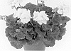Pelargonium%20x%20hortorum%20%27Paciceberg%27