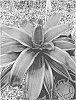Neoregelia%20hybrid%20%27VD001%27