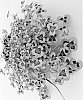 Trifolium%20repens%20%27TRIFPOT002%27