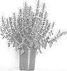 Agastache%20mexicana%20%27AADPE14-1%27