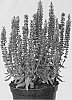 Salvia%20nemorosa%20%27ALKLF%27