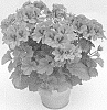 Pelargonium%20plant%20named%20%27KLEPS15377%27