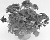 Pelargonium%20plant%20named%20%27KLEPS15380%27