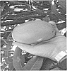 Mangifera%20indica%20%27301215THOM%27