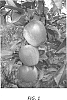 Malus%20domestica%20Borkh.%20%27Inolov%27