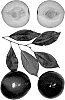 Interspecific%20Prunus%20species%20%27Autumn%20Bill%27