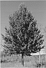 Quercus%20lyrata%20%27Hopeulikit%27