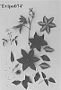Clematis%20viticella%20%27Evipo074%27
