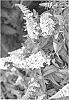 Buddleia%20davidii%20%27UCONNBD603%27