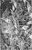 Buddleia%20davidii%20%27UCONNBD599%27