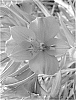 Alstroemeria%20hybrida%20%27Zalsarai%27