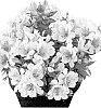 Alstroemeria%20hybrida%20%27Tesmoonli%20imp.%27
