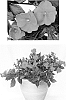 Impatiens%20x%20hybrida%20%27DUESSPMAGEN%27