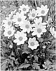 Dahlia%20hybrida%20%27Dahlgr95%27