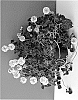 Trifolium%20repens%20%27TRIFPOT001%27