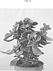 Crassula%20ovata%20%28Mill.%29%20Druce.%20%27Crasmada%27
