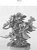 Crassula%20ovata%20%28Mill.%29%20Druce.%20%27Crasmada%27